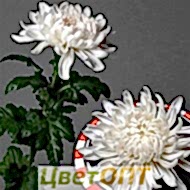 Антонов