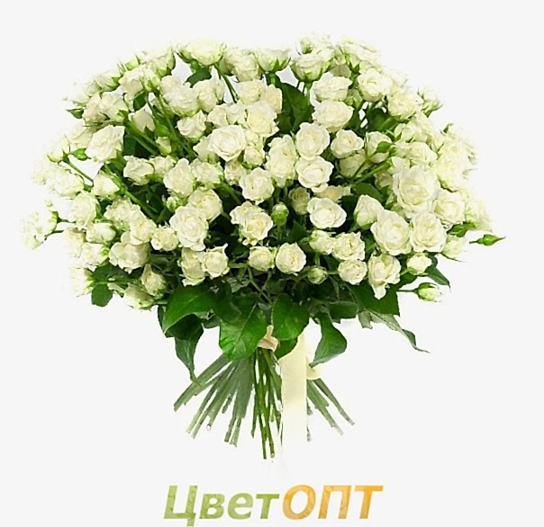 Букет из 25 белых кустовых роз