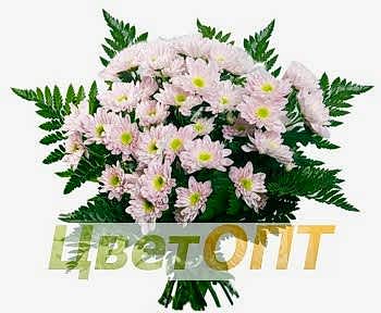 Букет из 9 кустовых хризантем