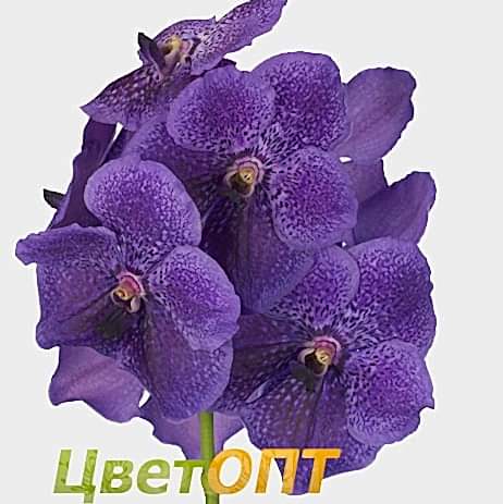 Vanda Grape