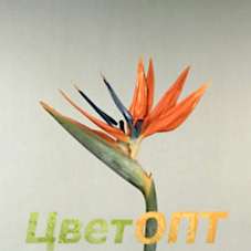 Strelitzia