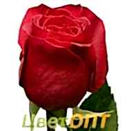Роза Эквадор "Фридом"