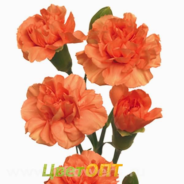 Гвоздика кустовая orange