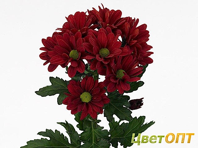 Хризантема кустовая Barolo red
