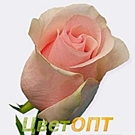 Роза