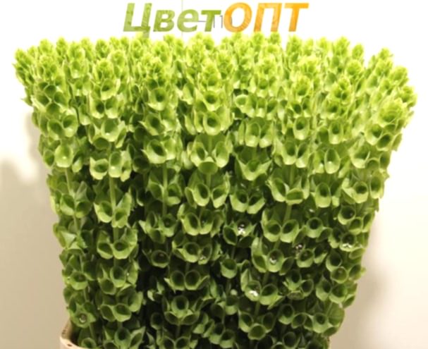 Moluccella