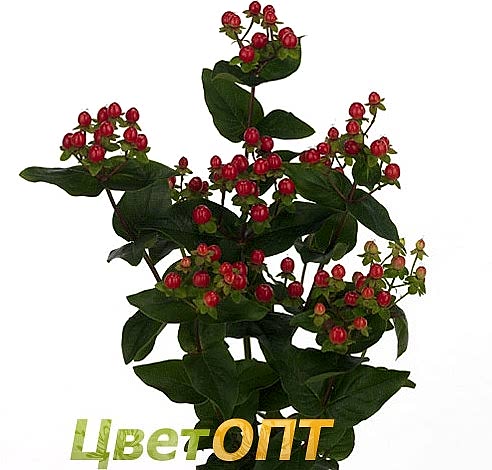 Hypericum Coco Rio