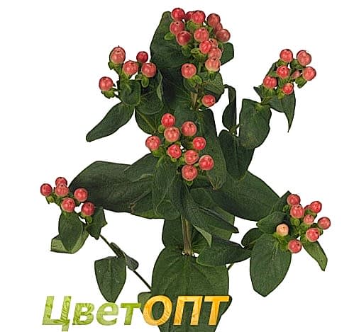 Hypericum Blushing Romance